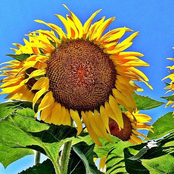 Sunflowers @ The #californiastatefair #1 Photograph by Susan Scott 