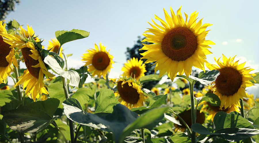 Flower Photograph - Sunflowers #1 by Falko Follert