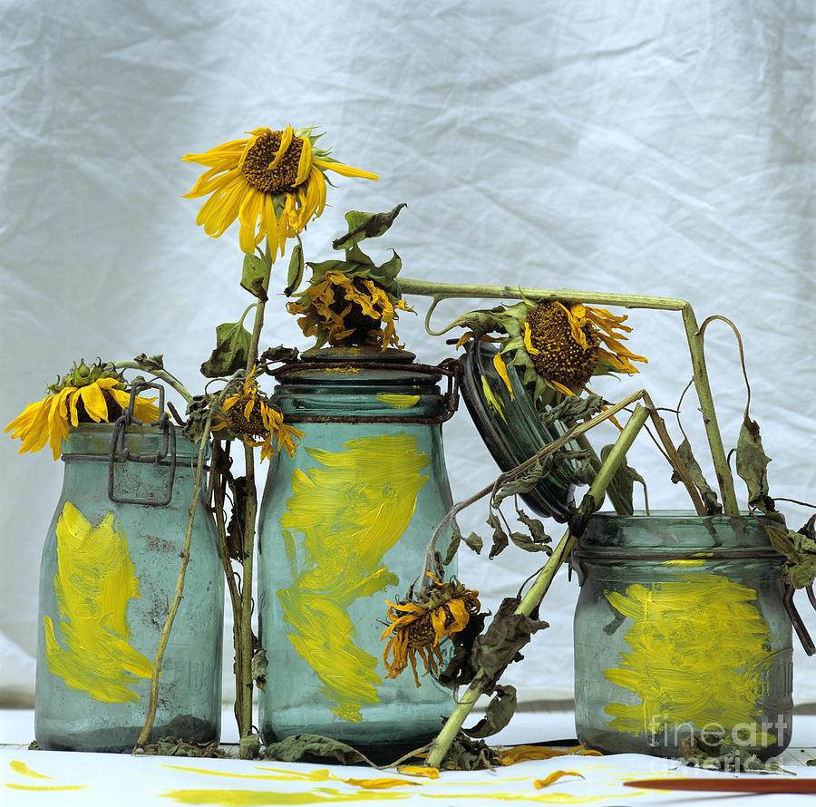 Jar Photograph - Sunflowers .Helianthus annuus #1 by Bernard Jaubert