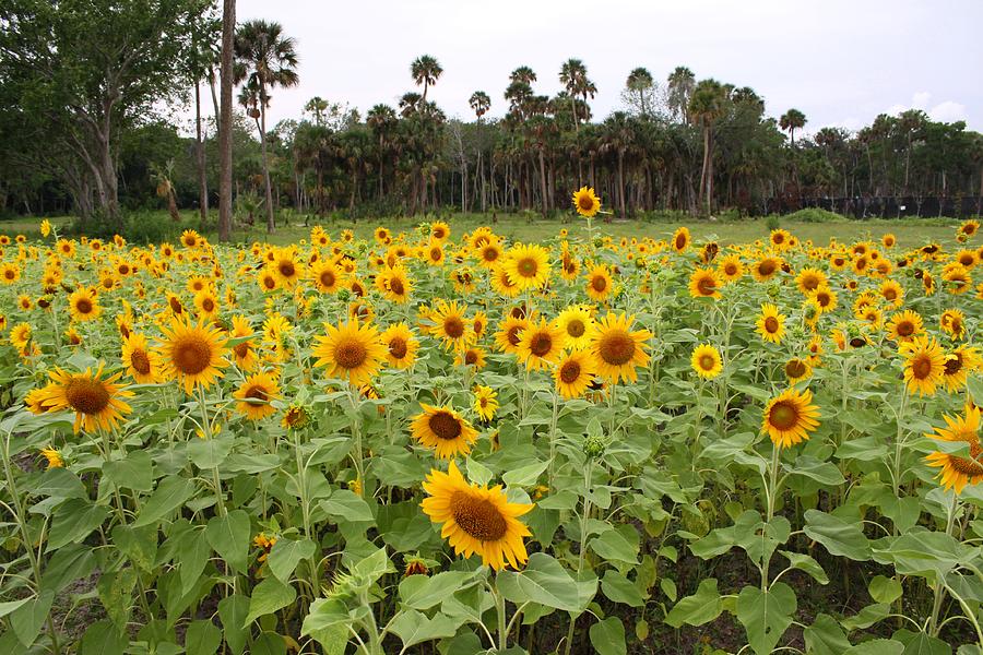 Sunflowers #1 Photograph by Jeanne Andrews