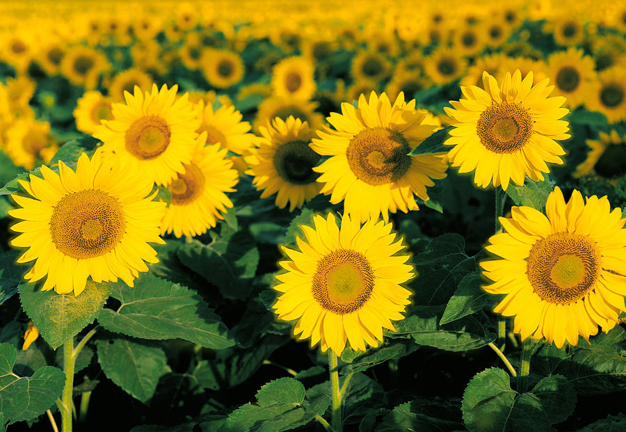 Sunflowers #1 Photograph by John Bartosik