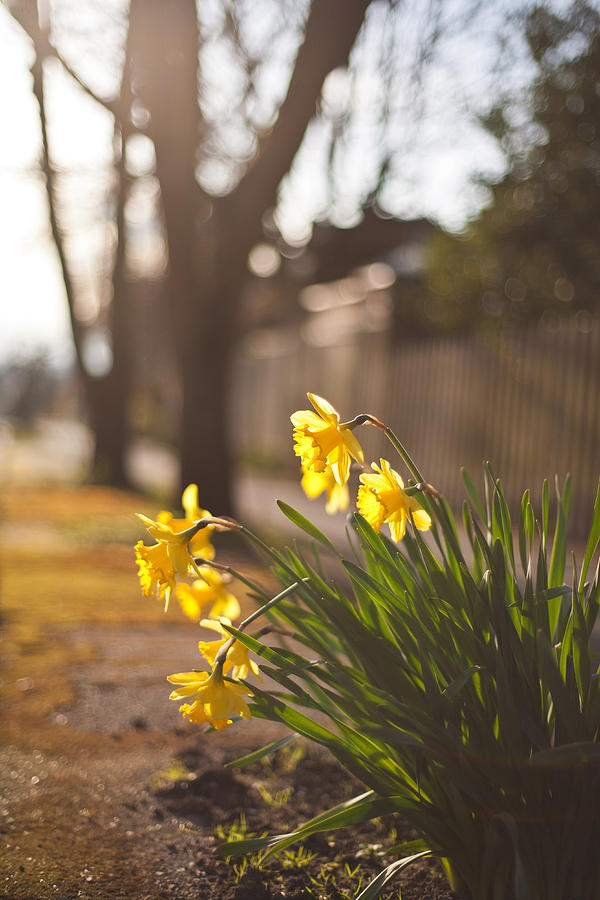 Flower Photograph - Sunlit Daffodils #1 by Mike Reid