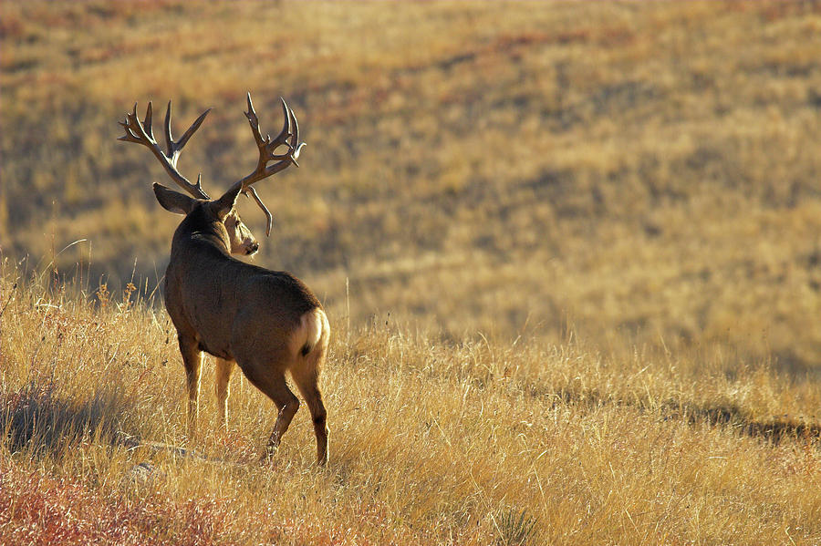 Sunrise Mule Deer Photograph by D Robert Franz