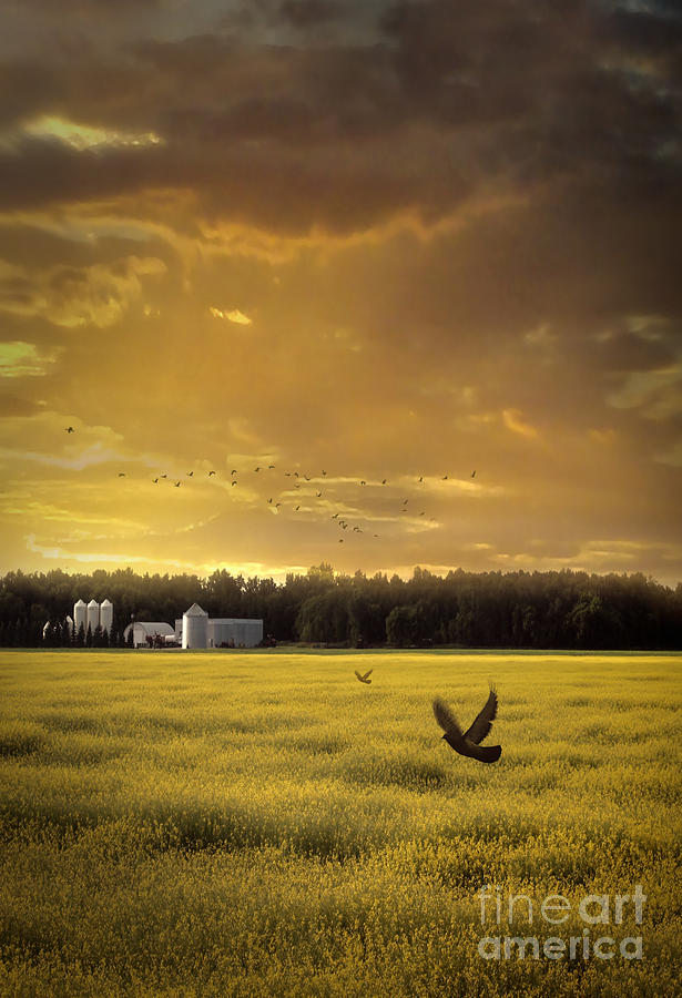 Sunset on the prairies with fields of rapeseed #1 Photograph by Sandra Cunningham