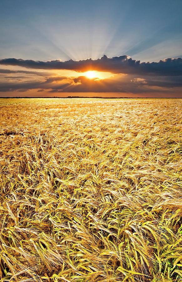 Sunset Photograph - Sunset Wheat #1 by Meirion Matthias