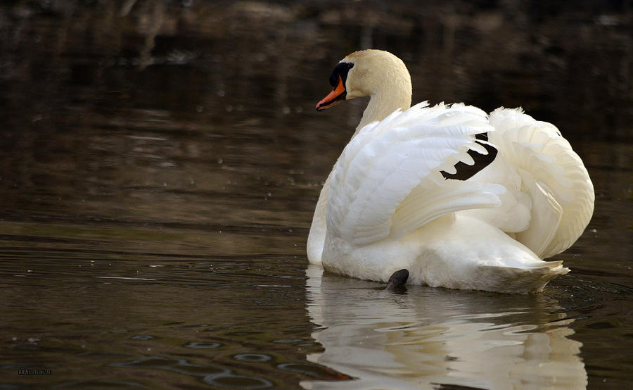 Wildlife Photograph - Surreal swan #1 by Brian Stevens