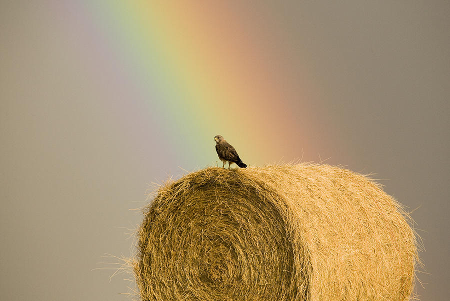 Swainson Hawks on Hay Bale #1 Photograph by Mark Duffy