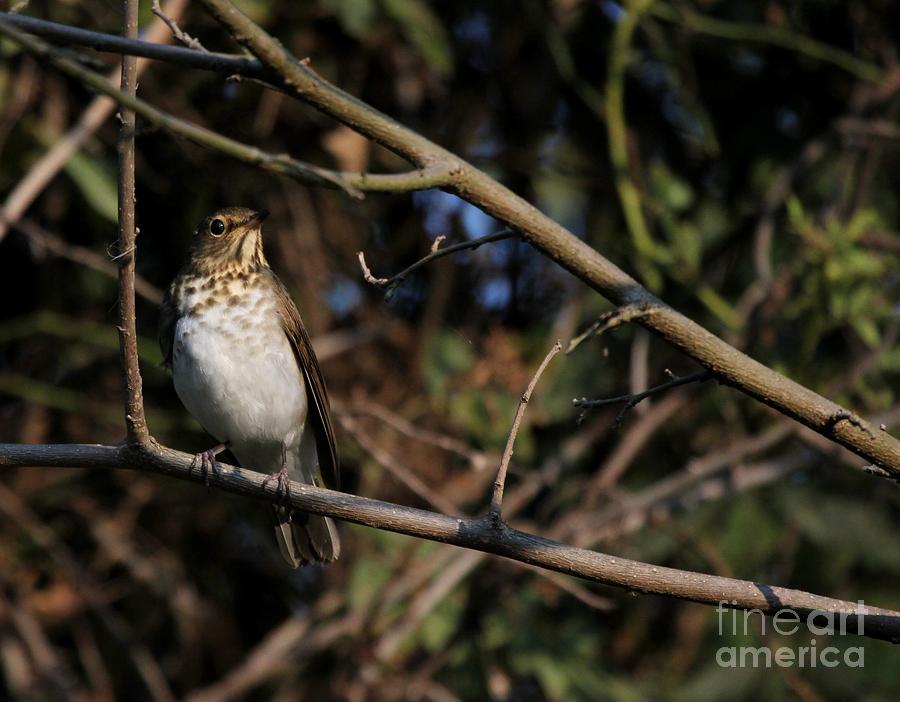 Swainsons Thrush #1 Photograph by Jack R Brock