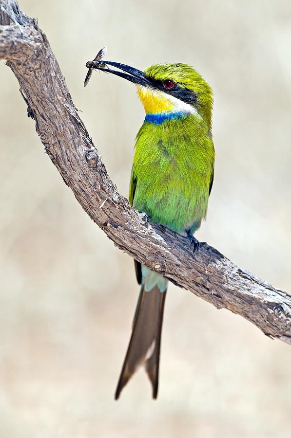 Kgalagadi Transfrontier Park Photograph - Swallow-tailed Bee-eater #1 by Tony Camacho