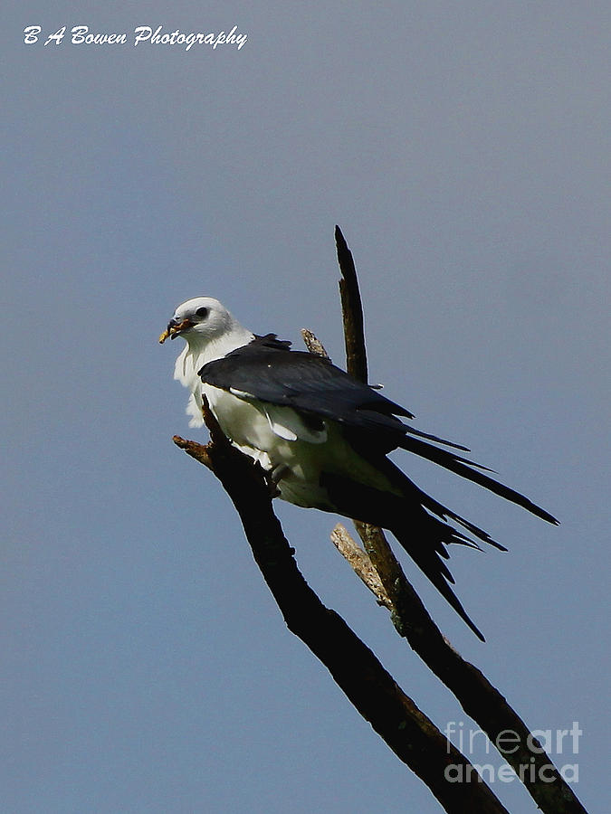 Swallow tailed kite eating #1 Photograph by Barbara Bowen