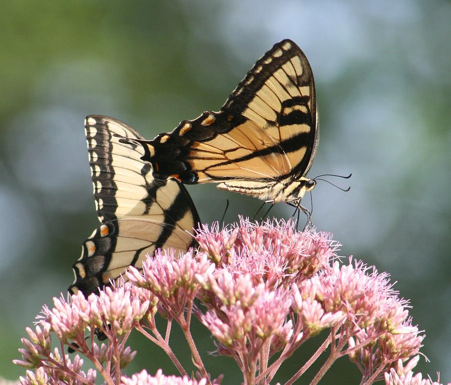 Nature Photograph - Swallowtail Beauty #1 by Valia Bradshaw