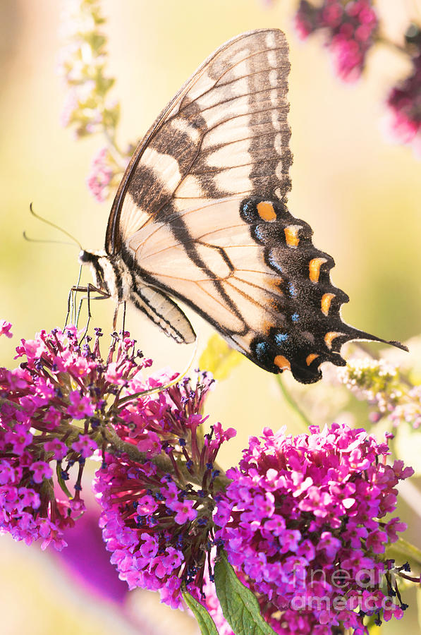 Butterfly Photograph - Swallowtail Butterfly #1 by Kim Fearheiley