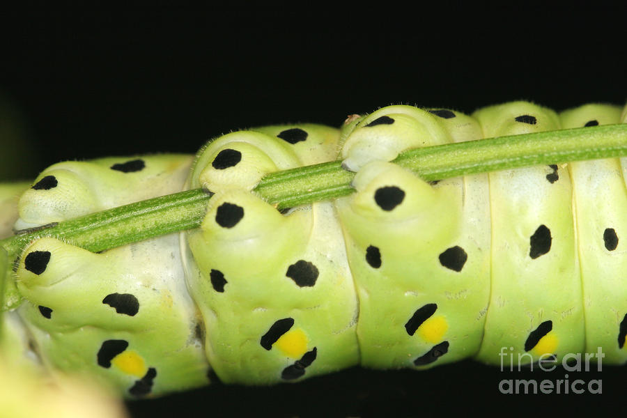 Swallowtail Caterpillar #1 Photograph by Ted Kinsman