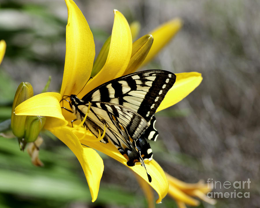 Swallowtail Yellow Lily Photograph by Diane E Berry