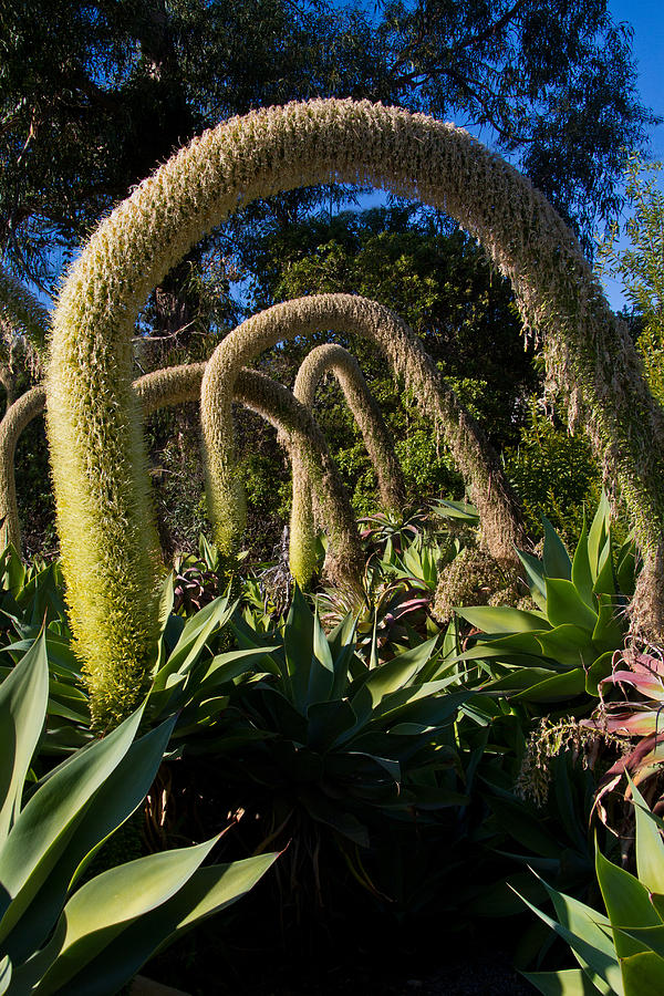 Swan Cactus #1 Photograph by Roger Mullenhour