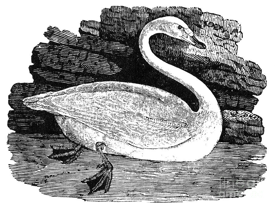 Swan #1 Photograph by Granger