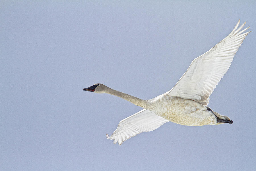 Swan In Flight, Yukon Photograph by Robert Postma - Fine Art America