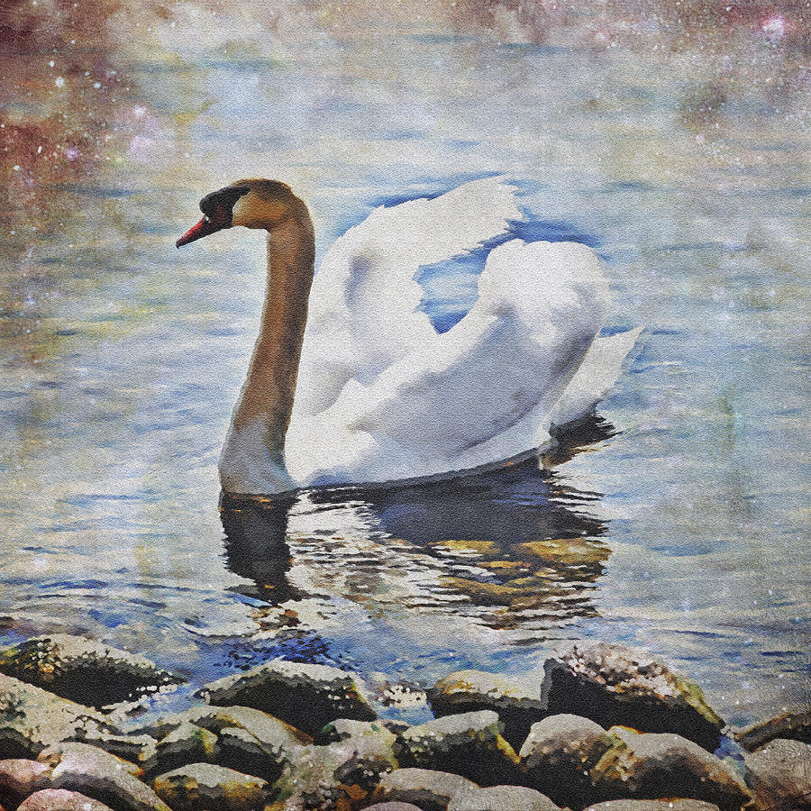 Swan Photograph - Swan #1 by Joana Kruse