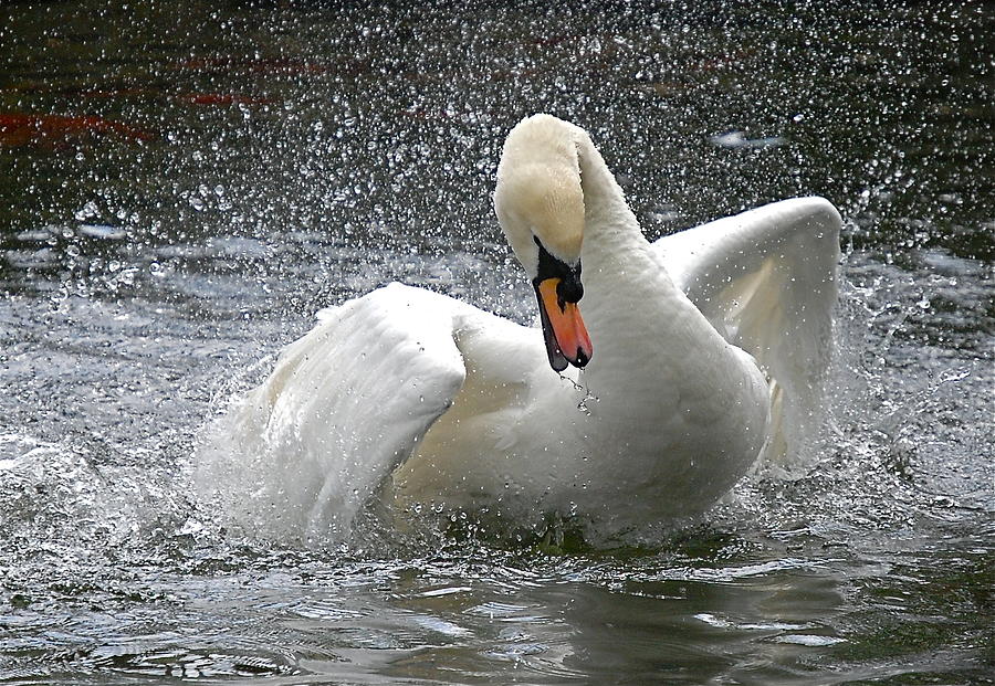 Swan Photograph - Swan #1 by Kathy Gibbons