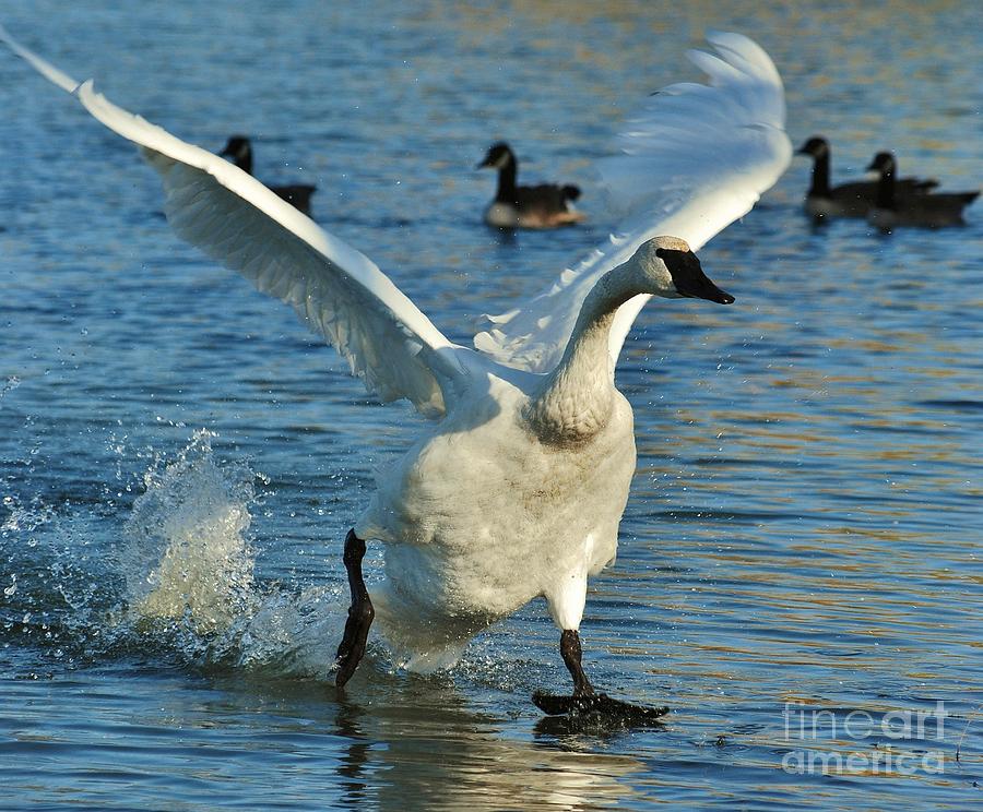 Swan Photograph - Swan Lake by Joy Bradley Swan Photograph - Swan Lake by Joy Bradley