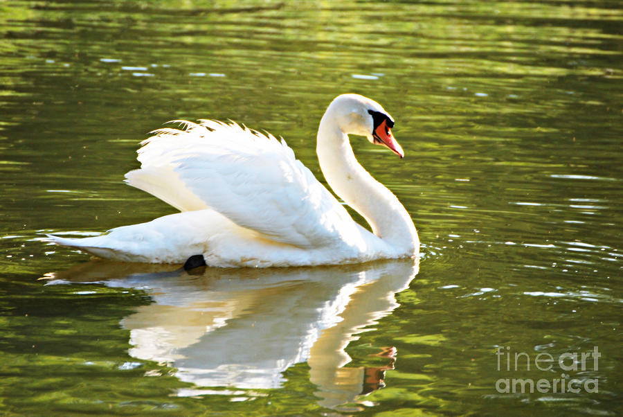 Swan #1 Photograph by Lila Fisher-Wenzel