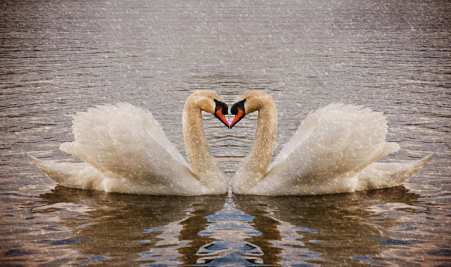Swan love #1 Photograph by Kelley Nelson