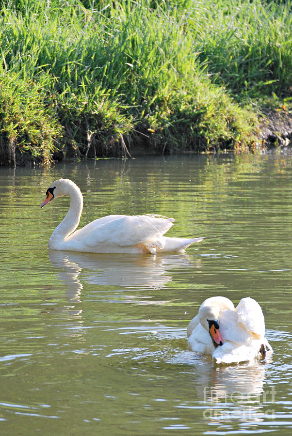 Swan Pair #1 Photograph by Lila Fisher-Wenzel