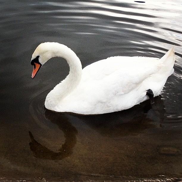 Swan Photograph - Swan #1 by Rachel Williams