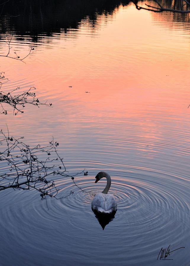 Swan Sunset #1 Photograph by Mark Valentine