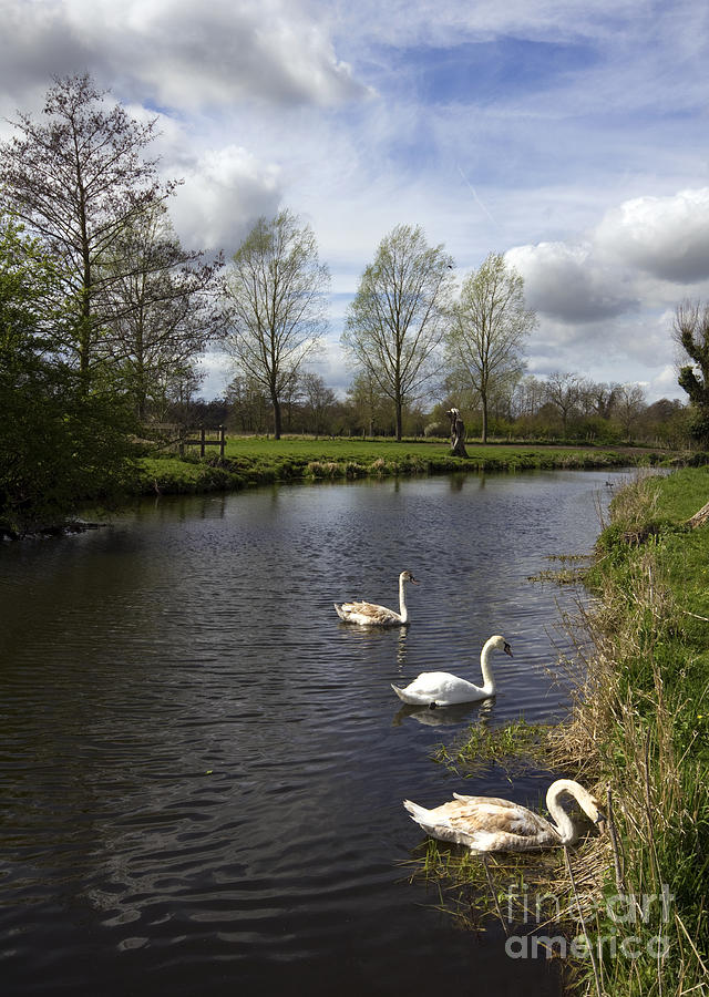 John Constable Photograph - Swans On The Stour #1 by Darren Burroughs
