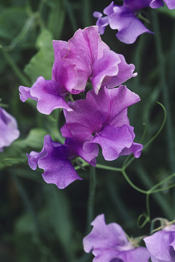 Nature Photograph - Sweet Pea Flowers #1 by Duncan Smith