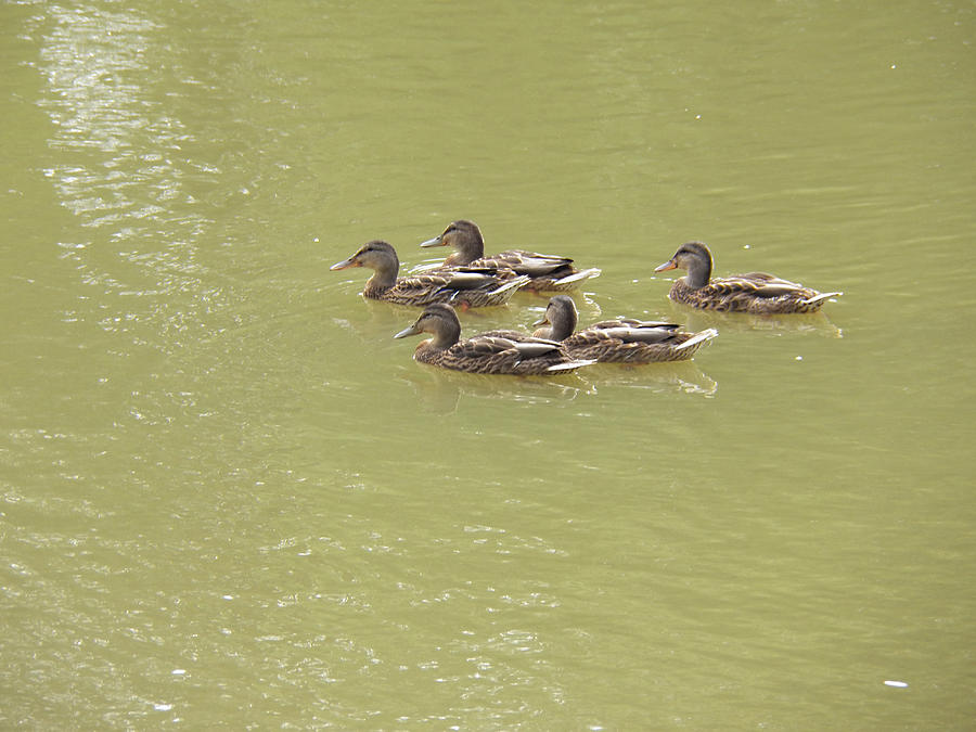 Swimming Ducks #1 Photograph by Corinne Elizabeth Cowherd