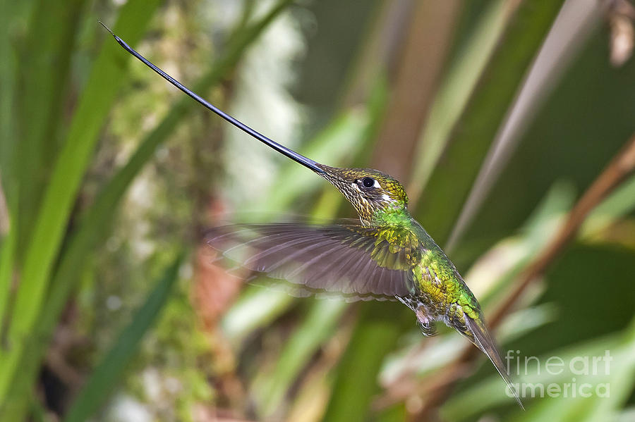 Sword-billed Hummingbird #1 Photograph by Jean-Luc Baron