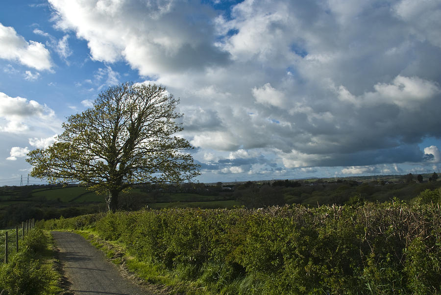 Tree Photograph - Sycamore Tree #1 by Steve Purnell