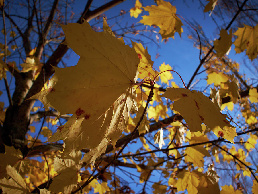 Syksyinen vaahtera - Maple in fall #1 Photograph by Jouko Lehto