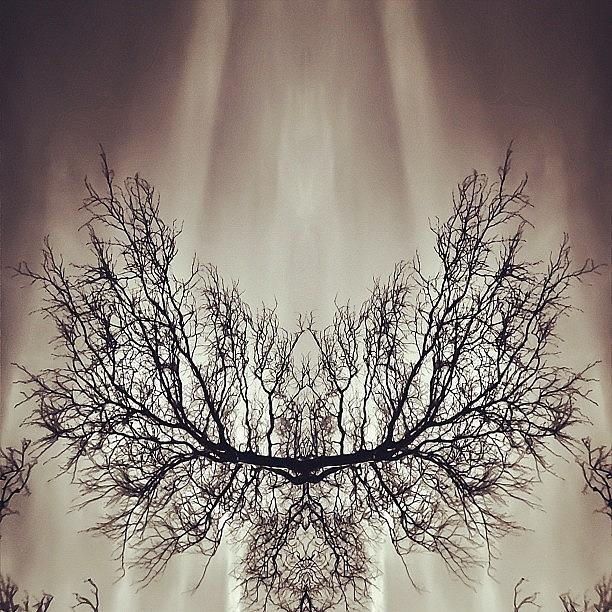 Tree Photograph - #symmetry #symmetrical #mirror #1 by James Peto