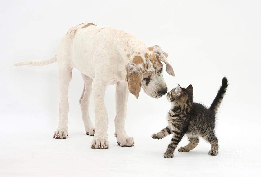 Tabby Kitten & Great Dane Pup #1 Photograph by Mark Taylor