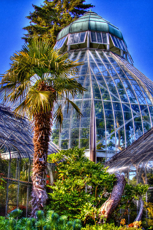 Tacoma Botanical Conservatory #1 Photograph by David Patterson
