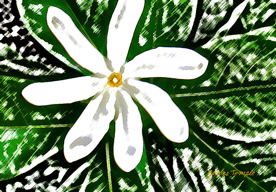 Tahitian Gardenia #1 Digital Art by James Temple