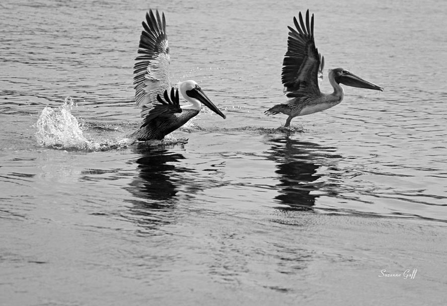 Taking Off in black and white #1 Photograph by Suzanne Gaff