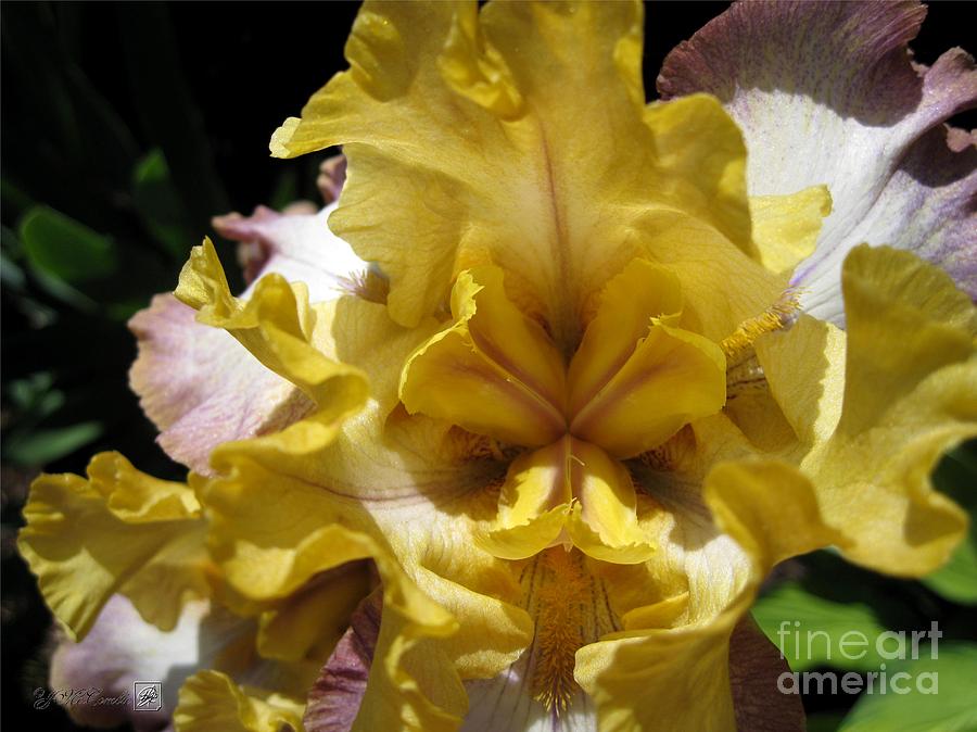 Iris Photograph - Tall Bearded Iris named Butterfingers #1 by J McCombie