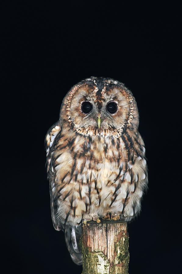 Tawny Owl Photograph by Colin Varndell - Fine Art America