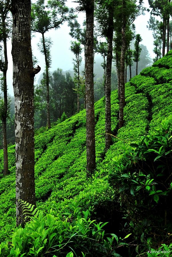 Tea Garden #1 Photograph by Vinod Nair