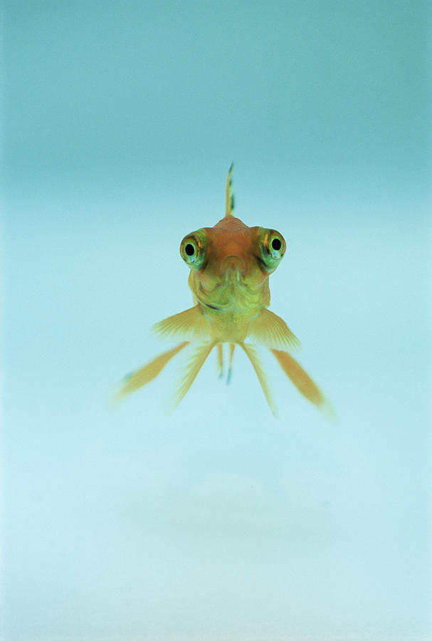 Telescopic Eyed Goldfish Photograph by David Aubrey - Fine Art America