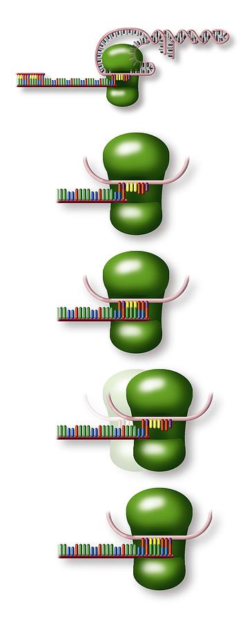 Telomere Photograph - Telomere And Telomerase, Artwork #1 by Art For Science