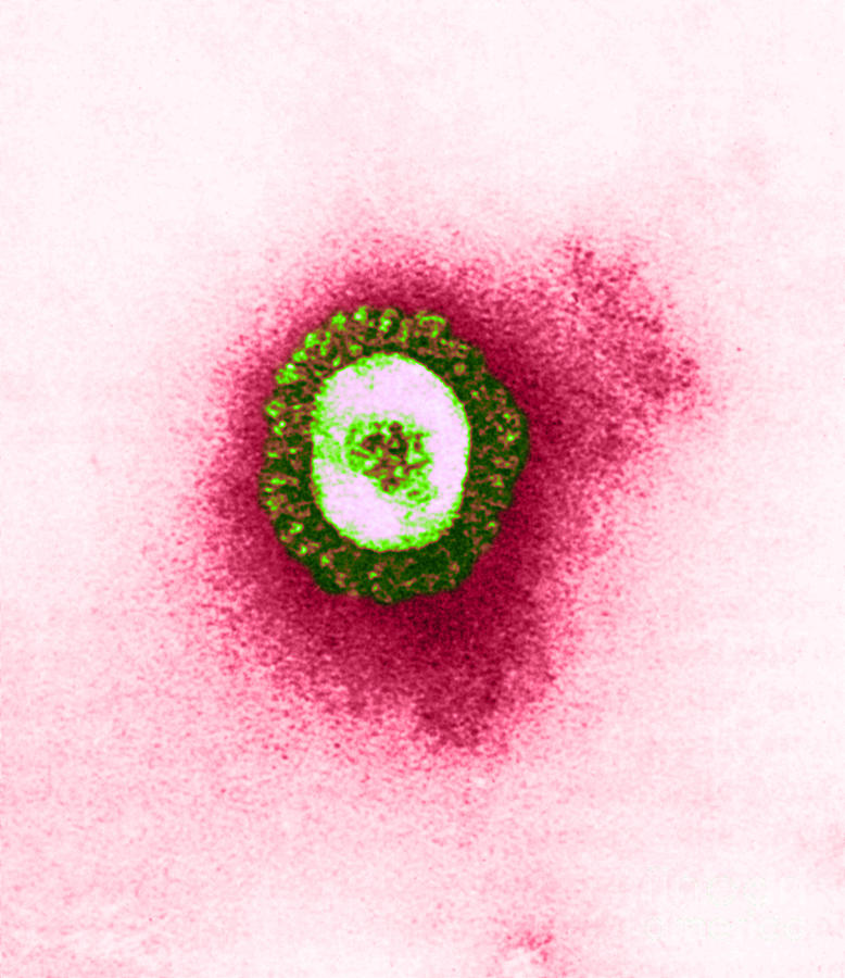 Tem Of Coronavirus #1 Photograph by Science Source