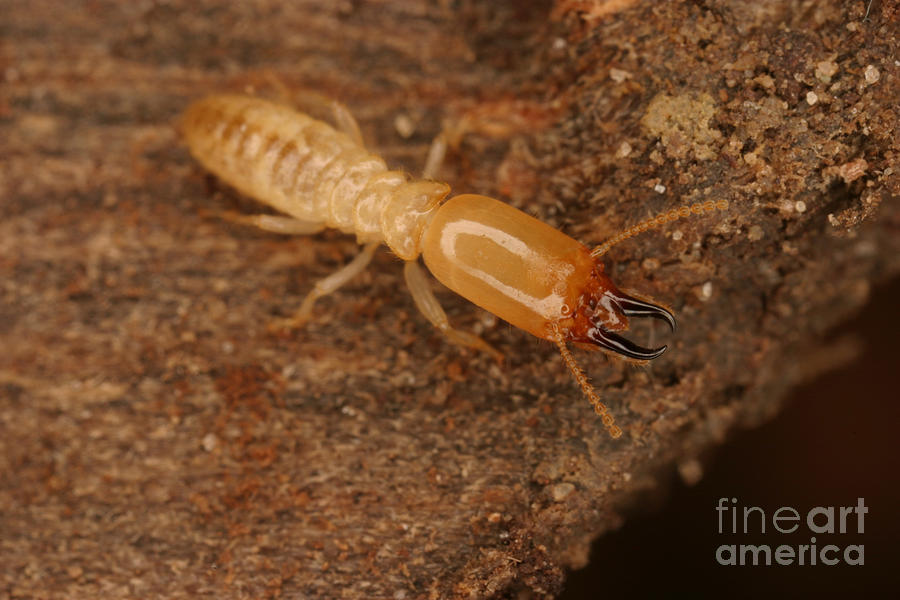Animal Photograph - Termite #1 by Ted Kinsman