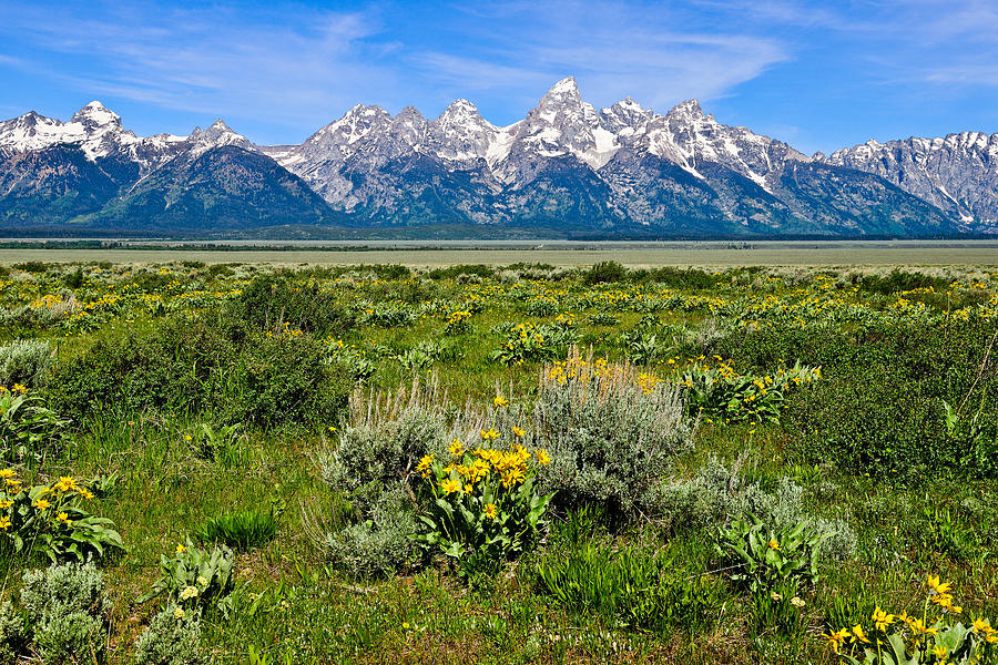Teton Peaks and Flowers #1 Photograph by Greg Norrell