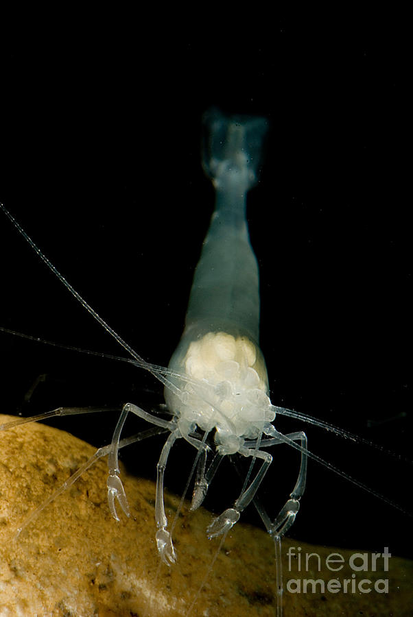 Texas Cave Shrimp #1 Photograph by Dant Fenolio