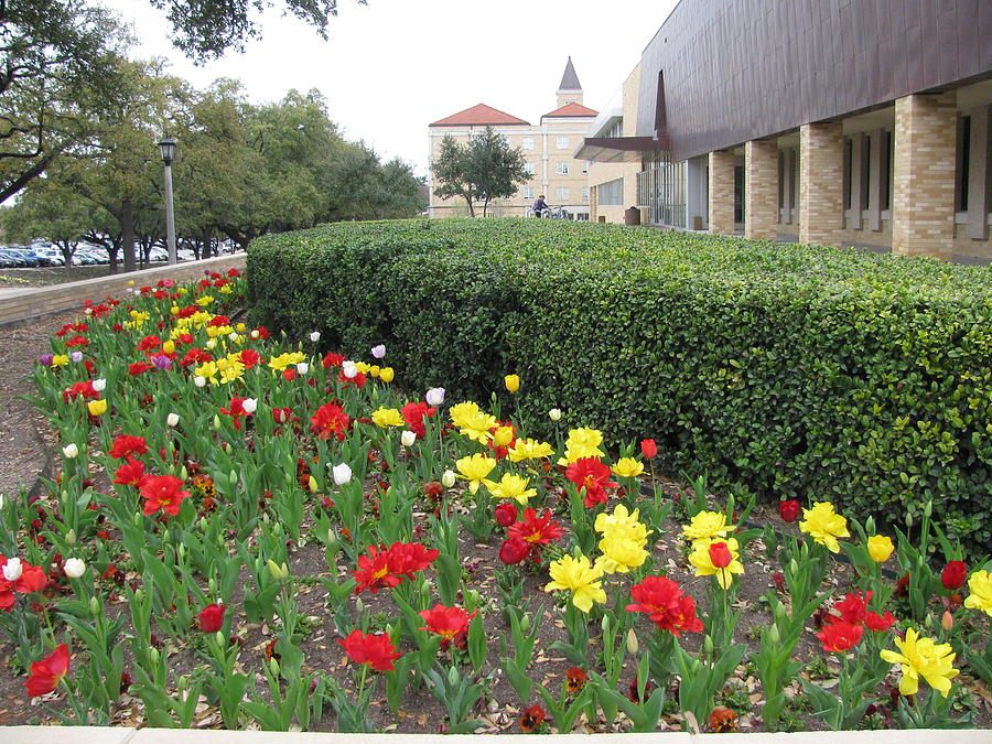 Texas Christian University #1 Photograph by Shawn Hughes